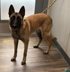 Shelter Stray Female Dog last seen Near Logan Avenue, San Diego, CA, 92113, San Diego, CA 92110