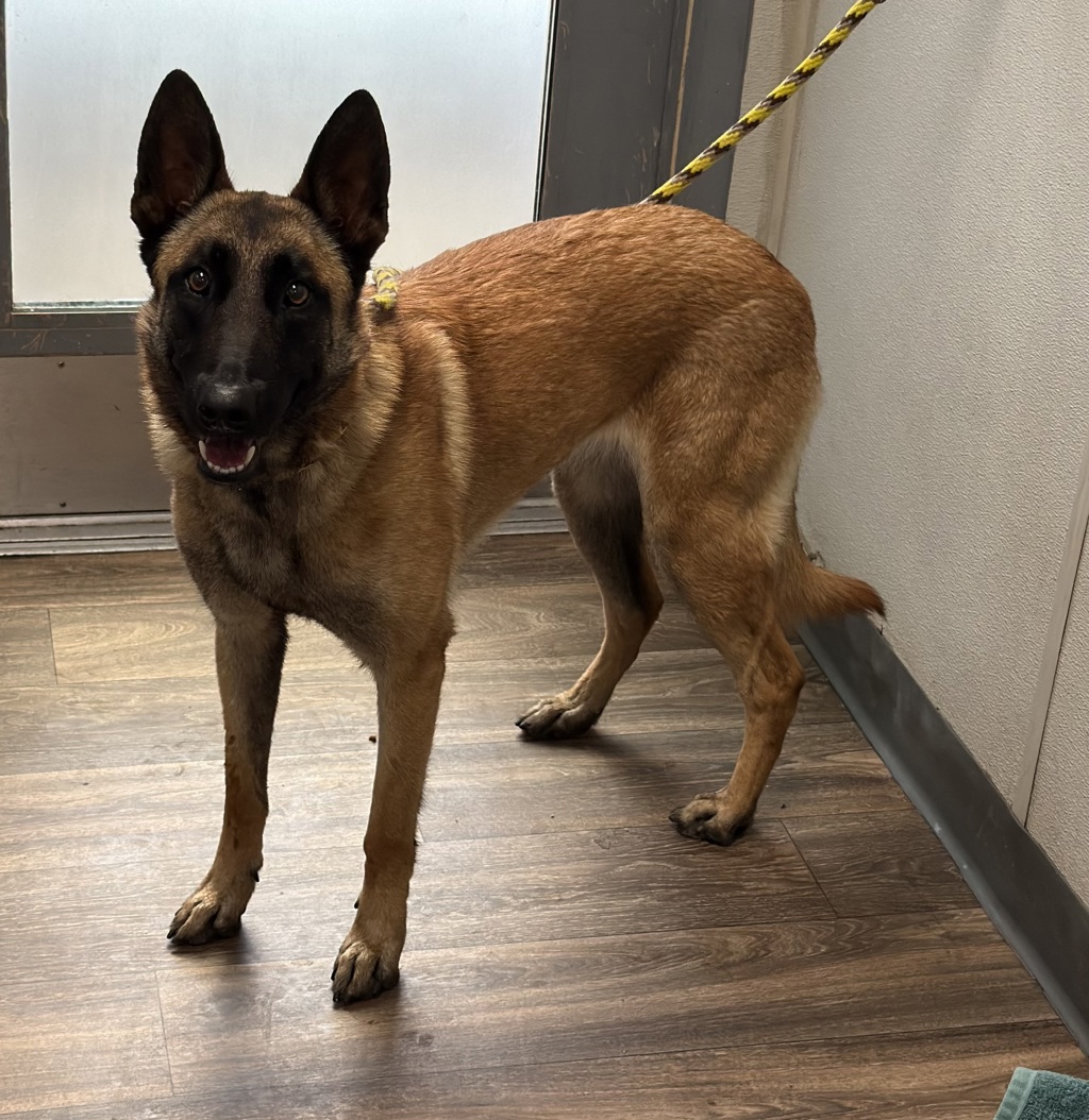 Shelter Stray Female Dog last seen Near Logan Avenue, San Diego, CA, 92113, San Diego, CA 92110