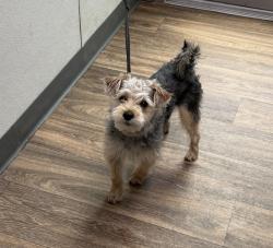 Shelter Stray Male Dog last seen Aero Drive, San Diego, CA, 92123, San Diego, CA 92110
