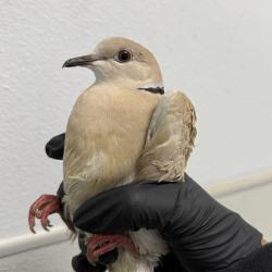 Shelter Stray Unknown Bird last seen Ave Del Gado, Oceanside, CA, 92054, San Diego, CA 92110