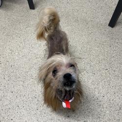 Shelter Stray Male Dog last seen , Jacksonville, FL 32216