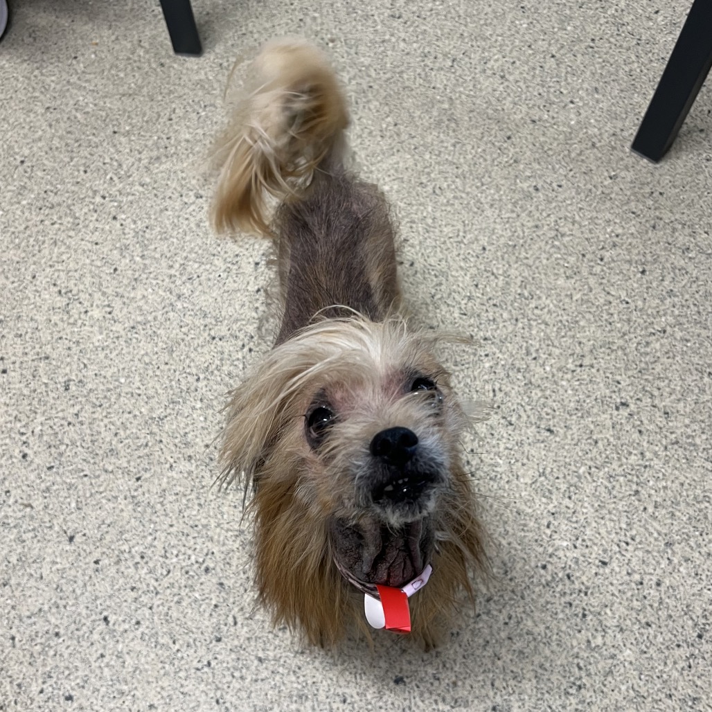 Shelter Stray Male Dog last seen , Jacksonville, FL 32216