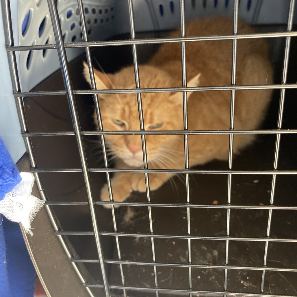 Shelter Stray Male Cat last seen , Philadelphia, PA 19140