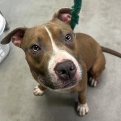 Shelter Stray Male Dog last seen , Philadelphia, PA 19140