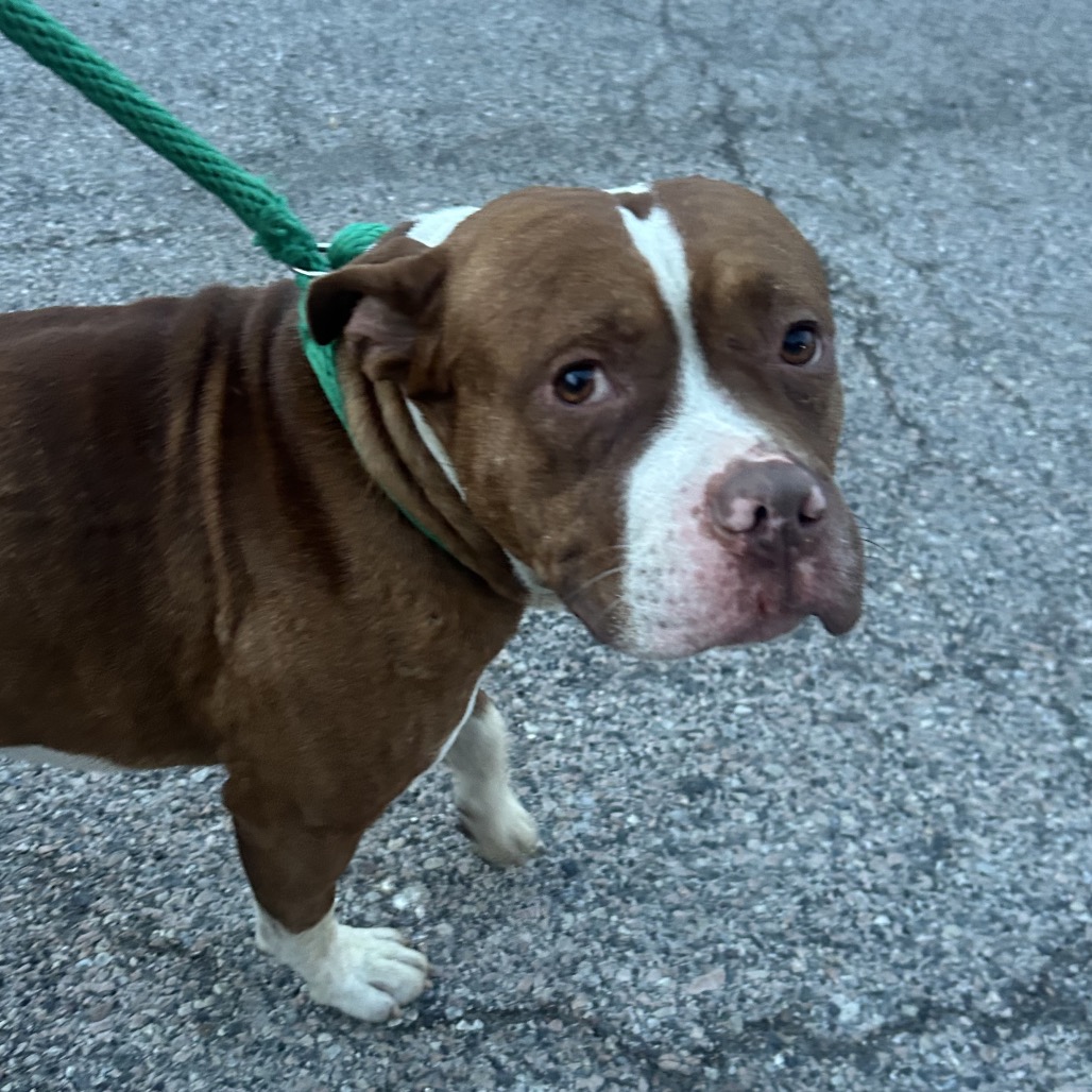 Shelter Stray Male Dog last seen , Philadelphia, PA 19140