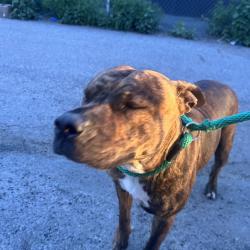 Shelter Stray Female Dog last seen , Philadelphia, PA 19140