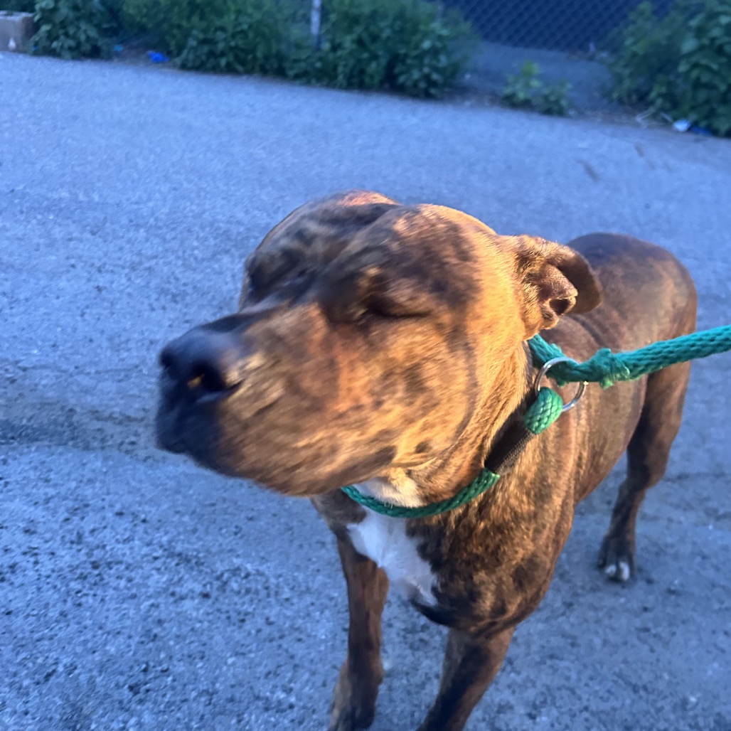 Shelter Stray Female Dog last seen , Philadelphia, PA 19140