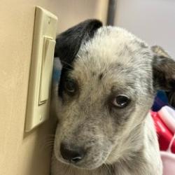 Shelter Stray Male Dog last seen , Palm Springs, CA 92264