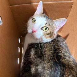 Shelter Stray Male Cat last seen , Tampa, FL 33607