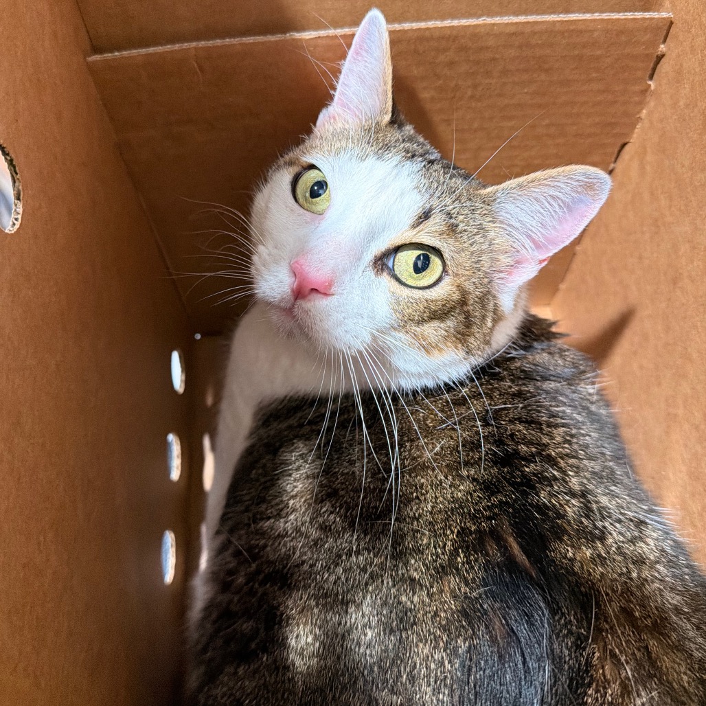 Shelter Stray Male Cat last seen , Tampa, FL 33607