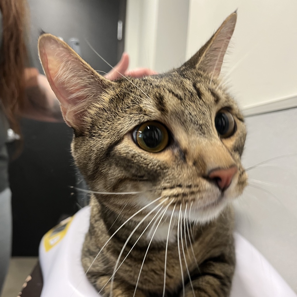 Shelter Stray Male Cat last seen , Tampa, FL 33607