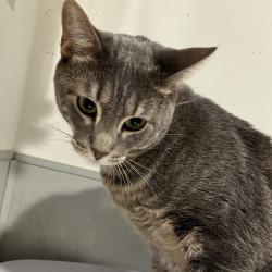 Shelter Stray Male Cat last seen , Tampa, FL 33607