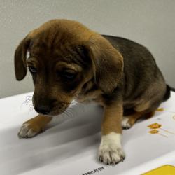 Shelter Stray Male Dog last seen , Tampa, FL 33607