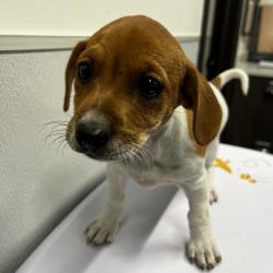 Shelter Stray Female Dog last seen , Tampa, FL 33607