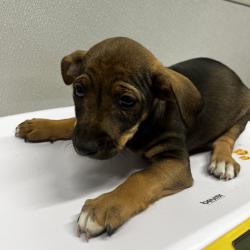 Shelter Stray Male Dog last seen , Tampa, FL 33607