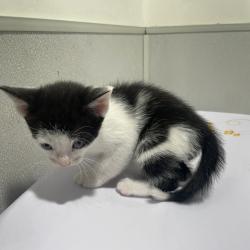 Shelter Stray Male Cat last seen , Tampa, FL 33607