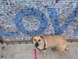 Shelter Stray Female Dog last seen Near Deauville, San Diego, CA, 92139, San Diego, CA 92110
