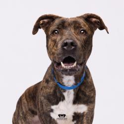 Shelter Stray Male Dog last seen , Tampa, FL 33607