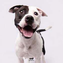 Shelter Stray Female Dog last seen , Tampa, FL 33607
