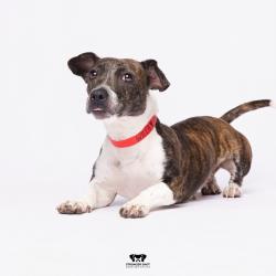 Shelter Stray Female Dog last seen , Tampa, FL 33607