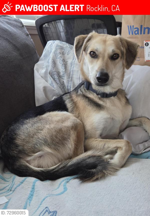 Lost Male Dog last seen Sierra College Blvd, Rocklin, CA 95650