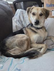 Lost Male Dog last seen Sierra College Blvd, Rocklin, CA 95650