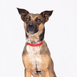 Shelter Stray Female Dog last seen , Tampa, FL 33607
