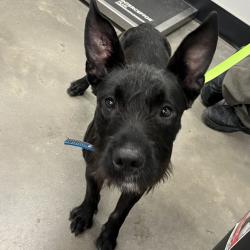 Shelter Stray Male Dog last seen , Tampa, FL 33607