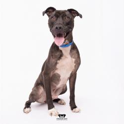 Shelter Stray Male Dog last seen , Tampa, FL 33607