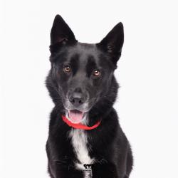 Shelter Stray Female Dog last seen , Tampa, FL 33607