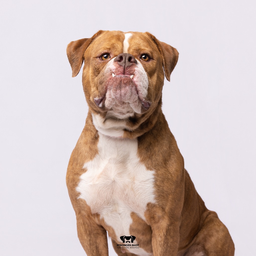 Shelter Stray Female Dog last seen , Tampa, FL 33607