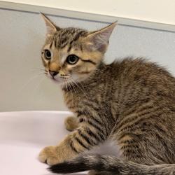 Shelter Stray Male Cat last seen , Tampa, FL 33607