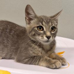 Shelter Stray Female Cat last seen , Tampa, FL 33607