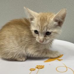 Shelter Stray Male Cat last seen , Tampa, FL 33607