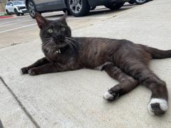 Found/Stray Male Cat last seen East Parmer Lane by CVS, Austin, TX 78754