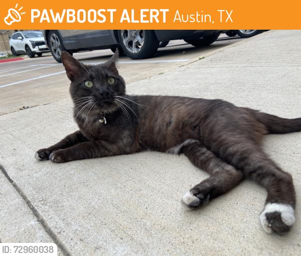 Found/Stray Male Cat last seen East Parmer Lane by CVS, Austin, TX 78754