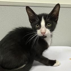 Shelter Stray Male Cat last seen , Tampa, FL 33607