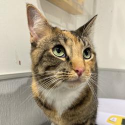 Shelter Stray Female Cat last seen , Tampa, FL 33607