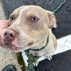 Shelter Stray Female Dog last seen , Greensboro, NC 27409