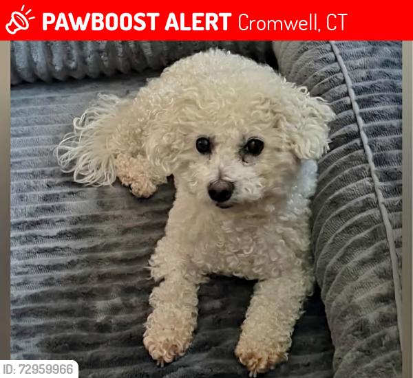 Lost Female Dog last seen Golf course, Cromwell, CT 06416