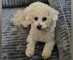 Lost Female Dog last seen Golf course  , Cromwell, CT 06416