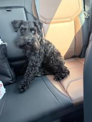 Reunited Male Dog last seen Jasper ridge drive and mustang run drive in hockley tx, Harris County, TX 77447