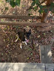 Reunited Male Dog last seen Citrus Ave , Escondido, CA 92027