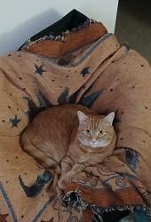 Reunited Male Cat last seen Garden Lane, Huntington, WV 25705