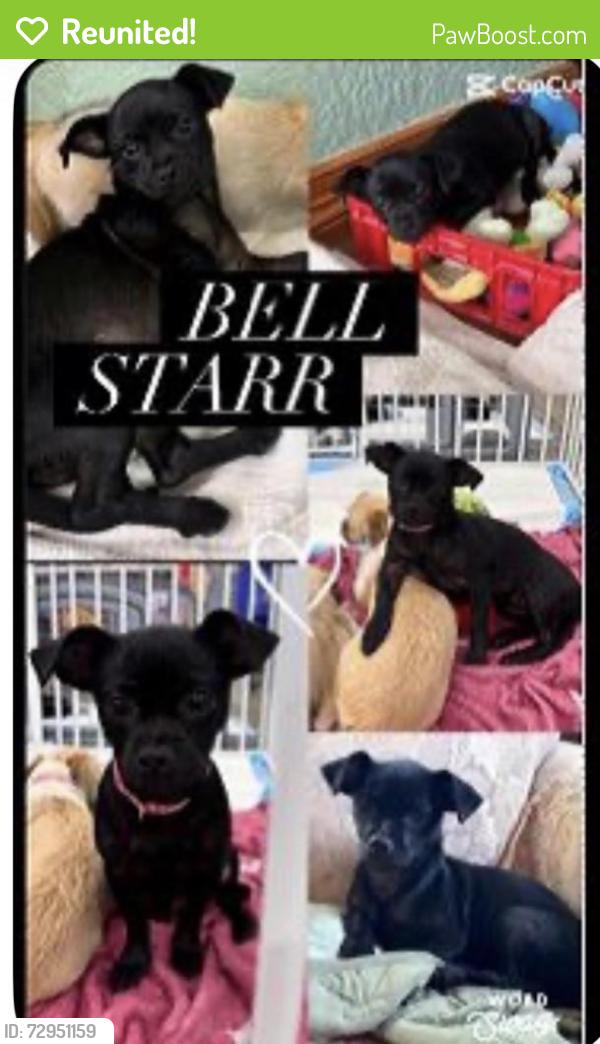 Reunited Female Dog last seen Just adopted a black chiweenie wearing collar, Forney, TX 75126
