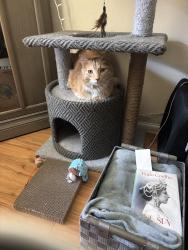 Lost Male Cat last seen Valerio and variel, Los Angeles, CA 91303