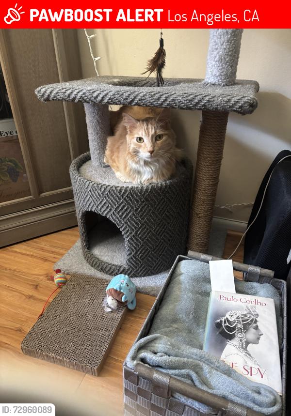 Lost Male Cat last seen Valerio and variel, Los Angeles, CA 91303