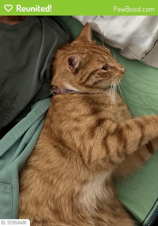 Reunited Male Cat last seen Near Borden Road, San Marcos, San Marcos, CA 92069