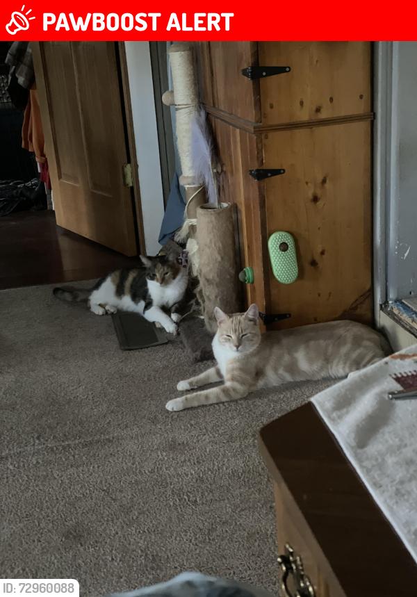 Lost Male Cat last seen Kooser road Scottdale pa, East Huntingdon Township, PA 15683