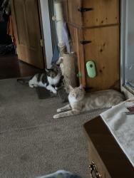 Lost Male Cat last seen Kooser road Scottdale pa, East Huntingdon Township, PA 15683